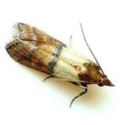 moth control Vancouver