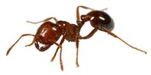 Ants Control Vancouver