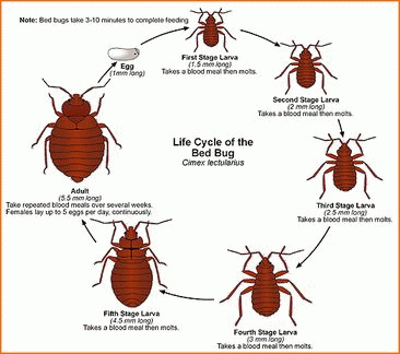 bed bugs life circle