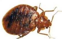 bed bugs control Vancouver