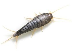 Silverfish control Vancouver