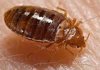 no bed bugs control